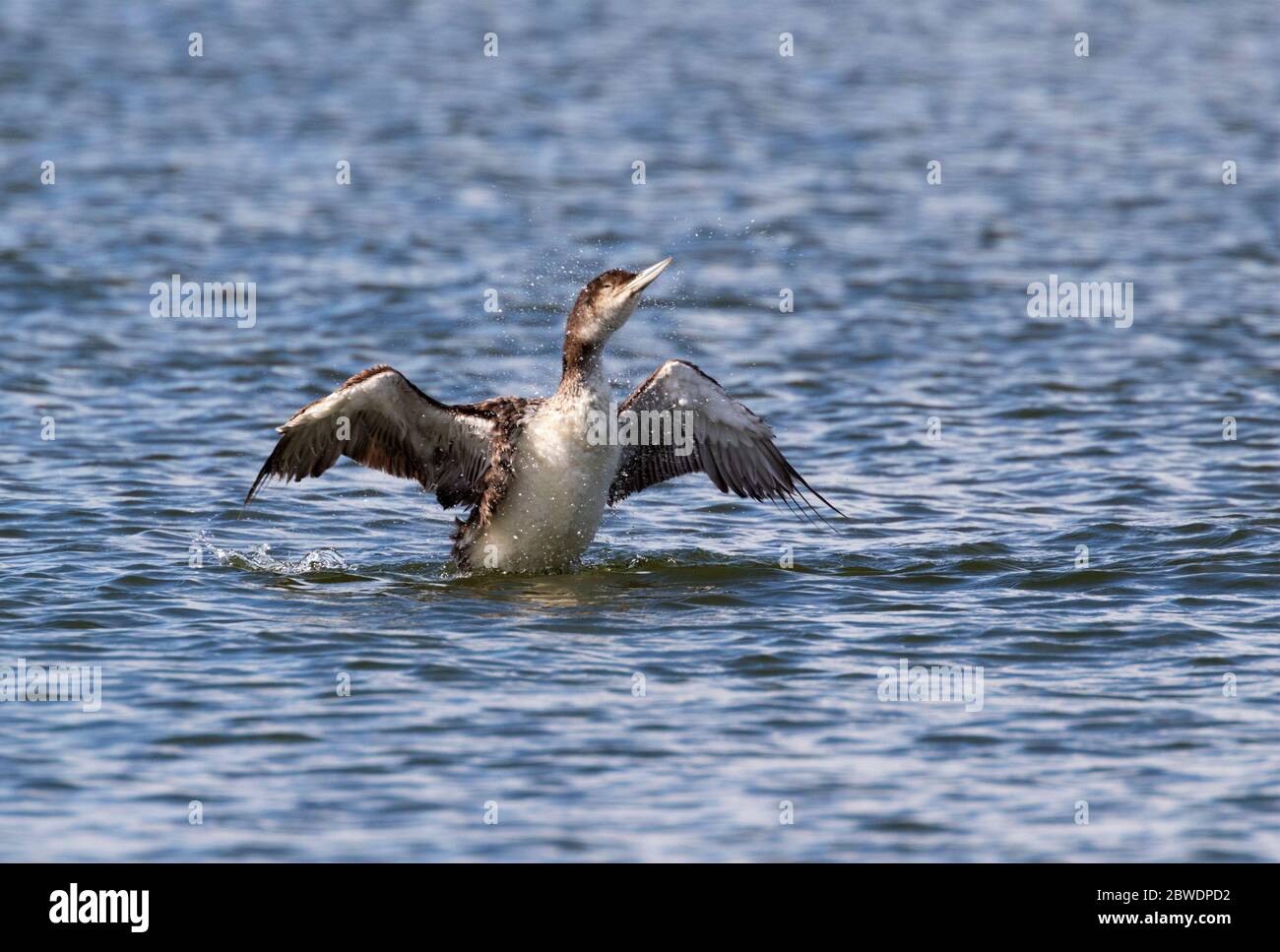 Oiseau de huard Banque de photographies et d’images à haute résolution ...