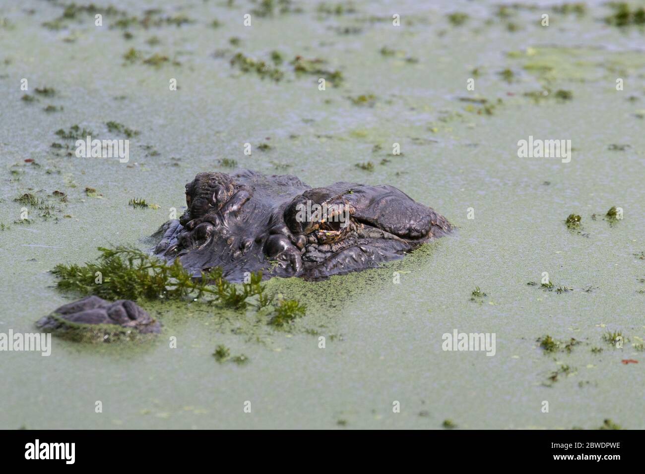 L'alligator américain à bouche ouverte dans l'herbe verte Banque D'Images