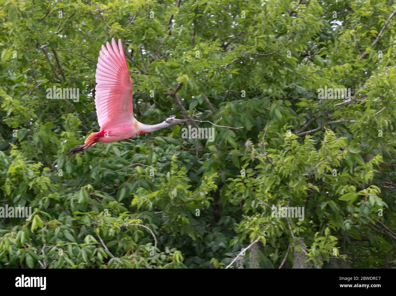 Le roseate spoonblos (Platalea ajaja) avec le bâton de bois pour construire son nid, Brazos Band Rookery Banque D'Images