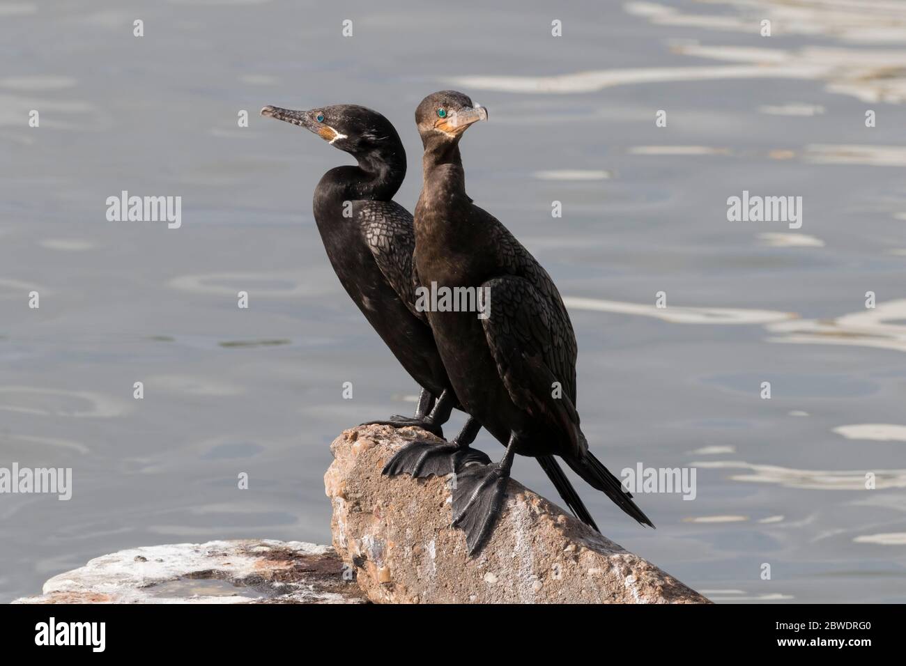 Le couple de cormorans à double crête assis sur le rocher, Galveston Pier 21, Texas, États-Unis Banque D'Images