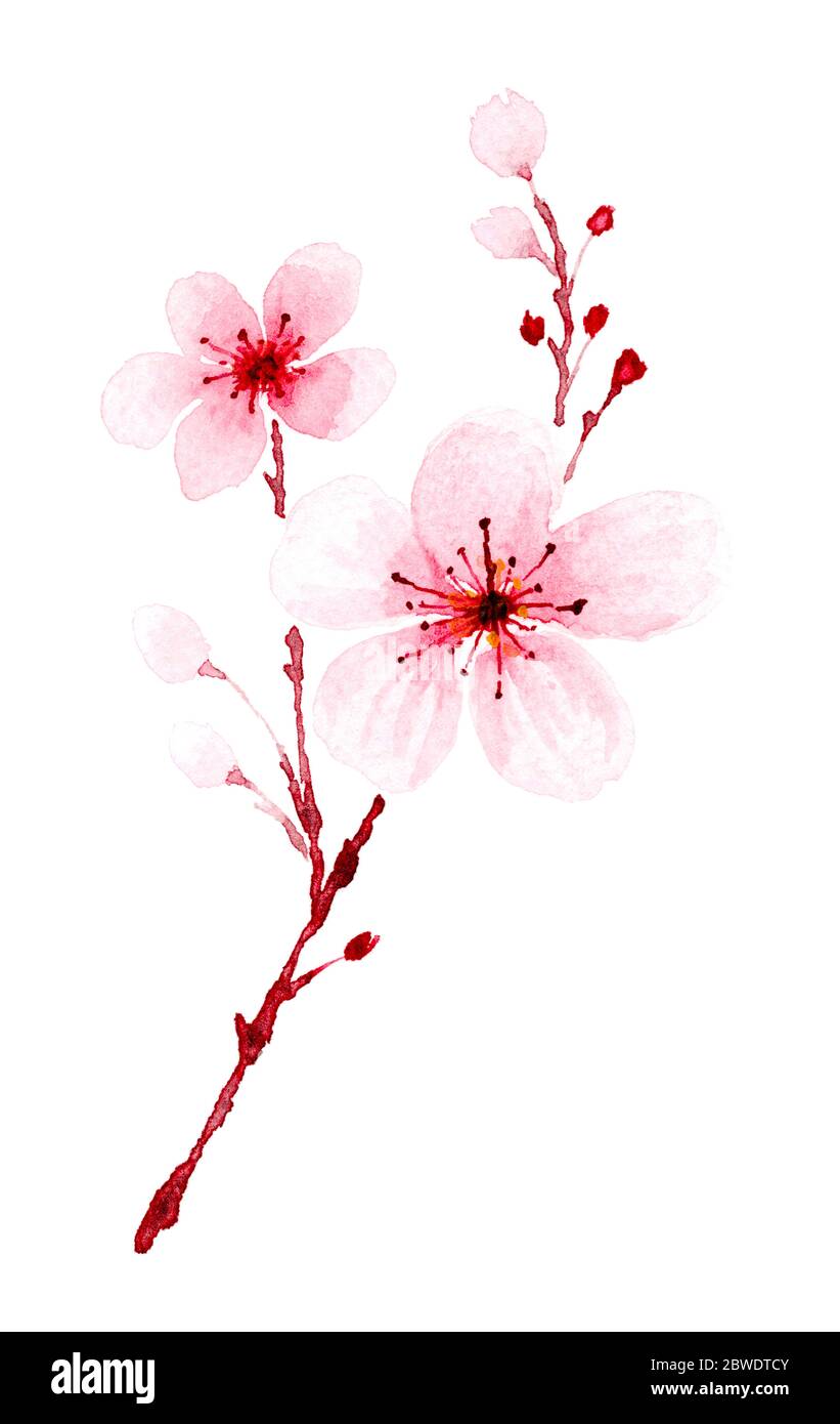 Branches en fleur de cerisier aquarelle peintes à la main. Décoration de printemps ou d'été sakura design, illustration isolée sur fond blanc. Banque D'Images