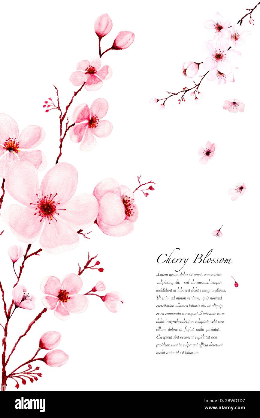 Modèle aquarelle cerisier branches fleurir peint à la main. Décoration de printemps ou d'été sakura design, illustration sur fond blanc. Banque D'Images