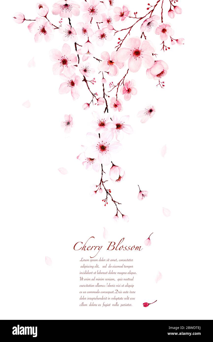Modèle aquarelle cerisier branches fleurir peint à la main. Décoration de printemps ou d'été sakura design, illustration sur fond blanc. Banque D'Images