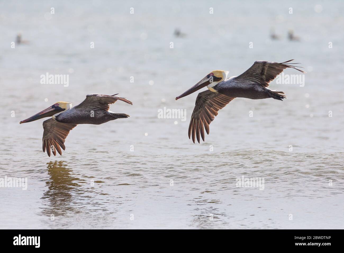 Pélicanes bruns en vol, Pelecanus occidentalis, à Punta Chame, côte du Pacifique, province de Panama, République du Panama. Banque D'Images