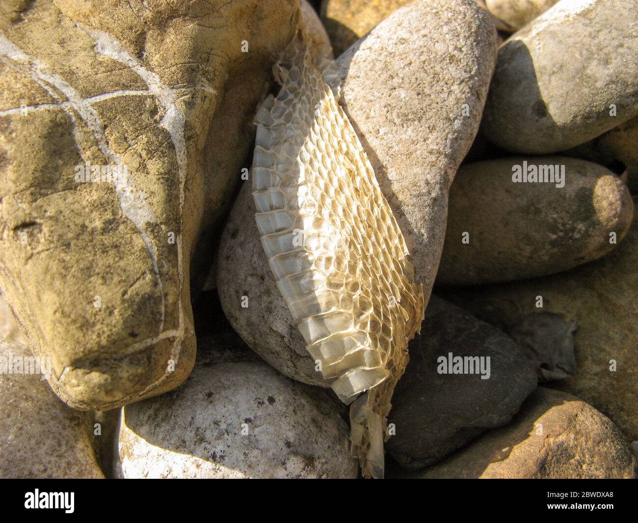 Slough serpent sur fond de pierre, peau de serpent. Gros plan sur SnakeSkin en été. Peau sèche de serpent sur la surface rocheuse.texture naturelle de la peau.Animal Banque D'Images