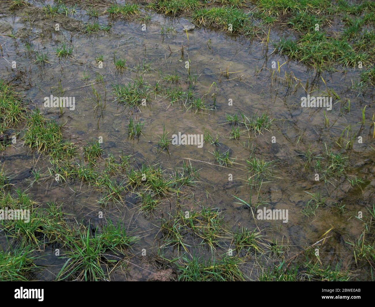 Accumulation d'eau sur le sol après la pluie. Banque D'Images