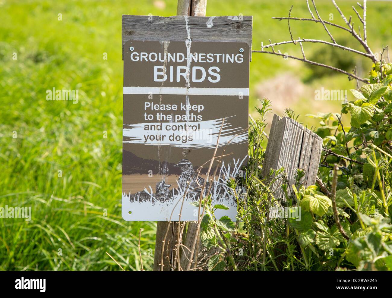 Les oiseaux nicheurs au sol signent sur l'entretien des sentiers et des chiens de contrôle, Shingle Street, Hollesley, Suffolk, Angleterre, Royaume-Uni Banque D'Images
