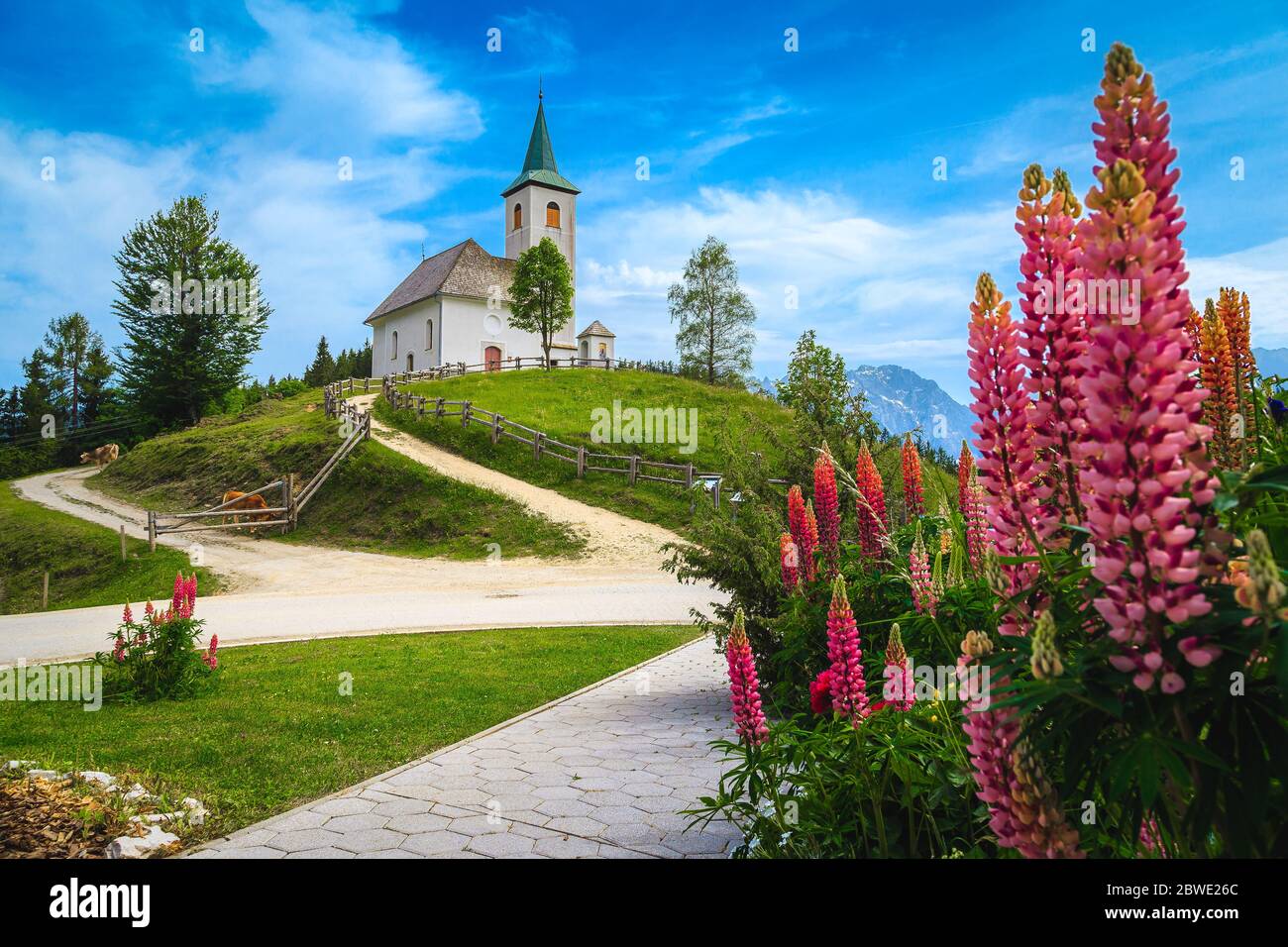 Paysage rural alpin étonnant avec des fleurs lupin, des vaches en pâturage et une jolie chapelle traditionnelle sur la colline, église Sveti Duh, Alpes Kamnik Savinja, Slove Banque D'Images