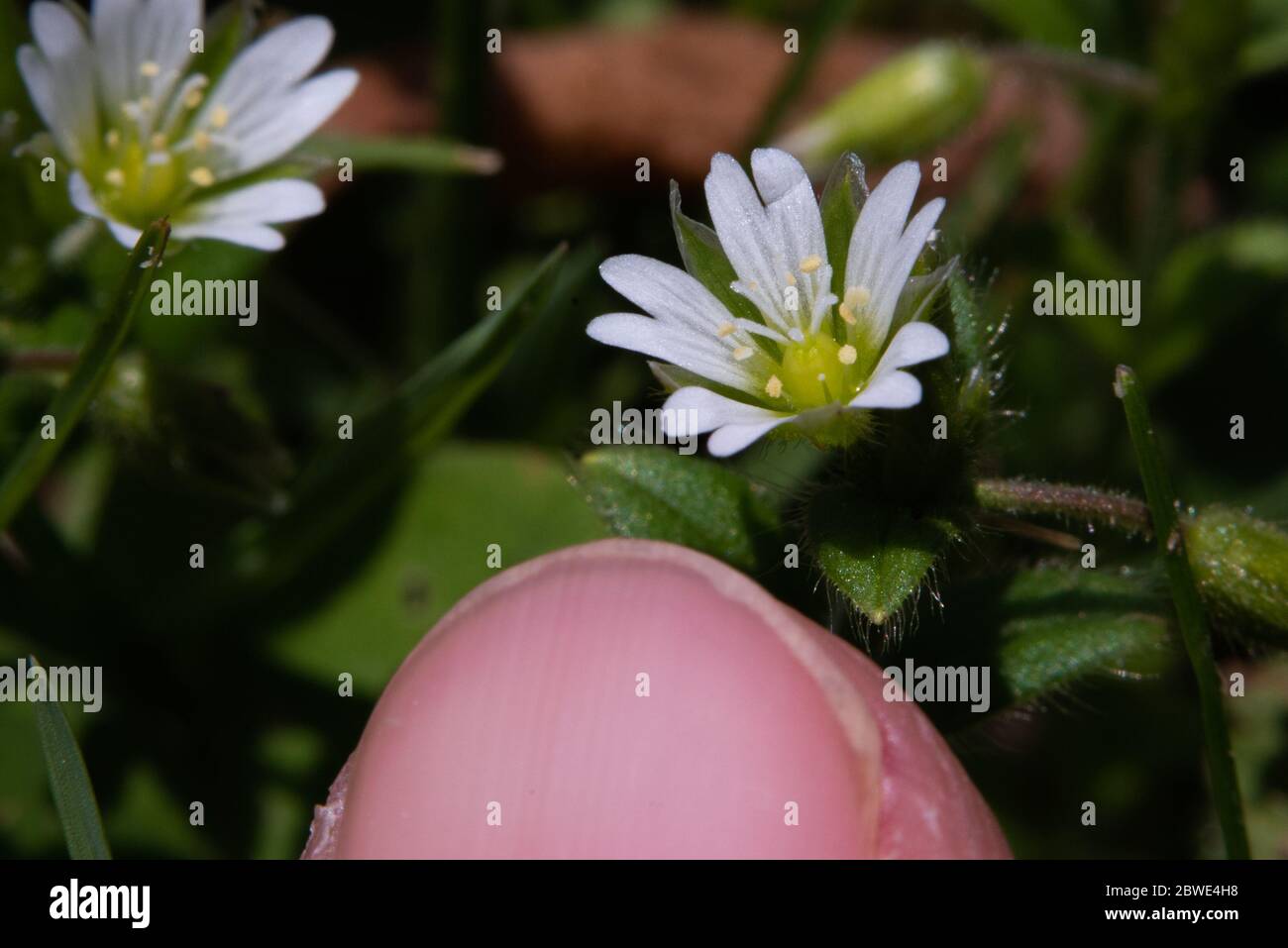 Les fleurs du chickweed à l'oreille de la souris sont de minuscules joies de détails complexes. Banque D'Images