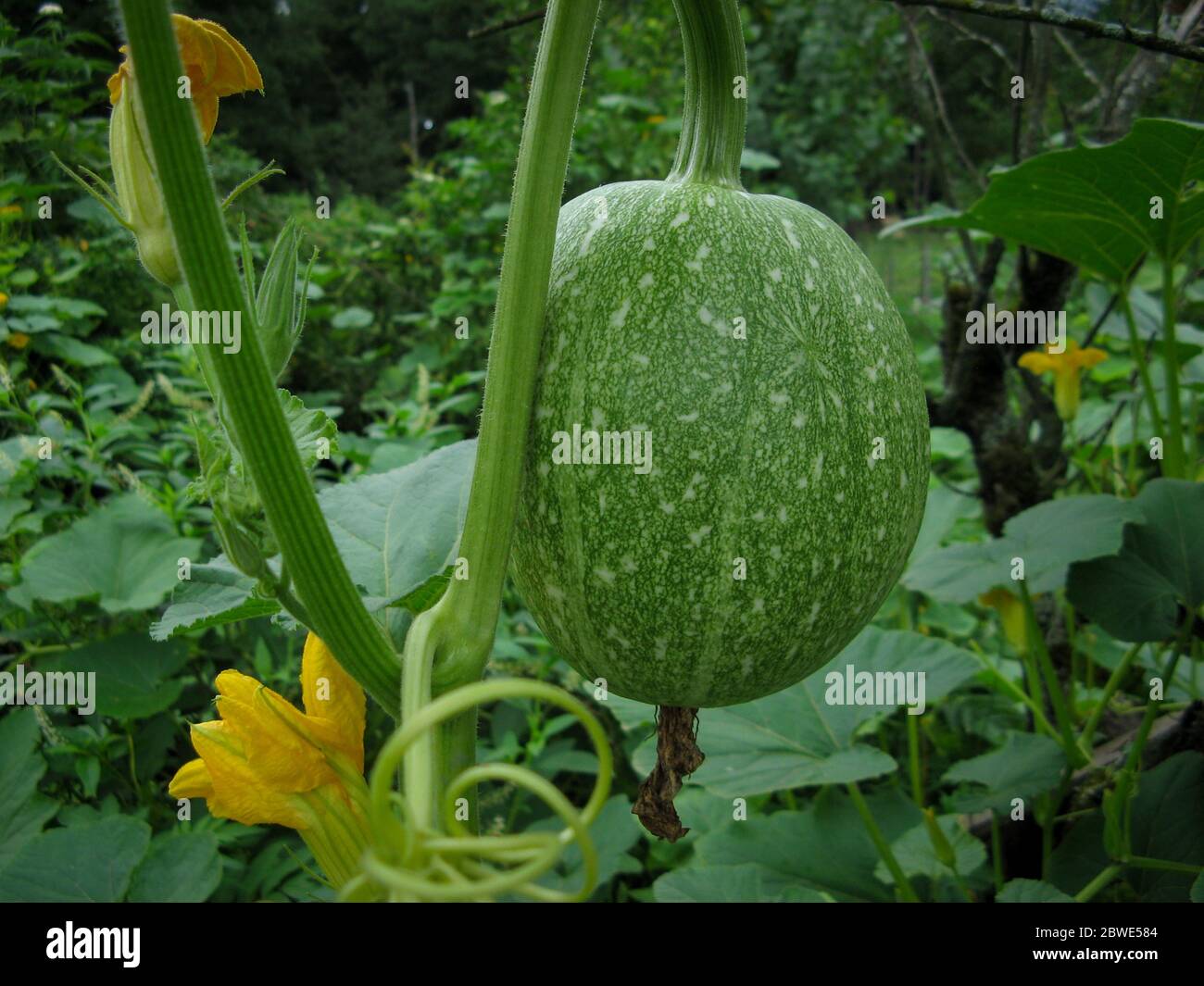 Courge musquée citrouilles fruits et fleurs. Courge musquée non mûre suspendue dans le Bush dans un jardin biologique en été. Arrière-plan vert. Gros plan. Banque D'Images