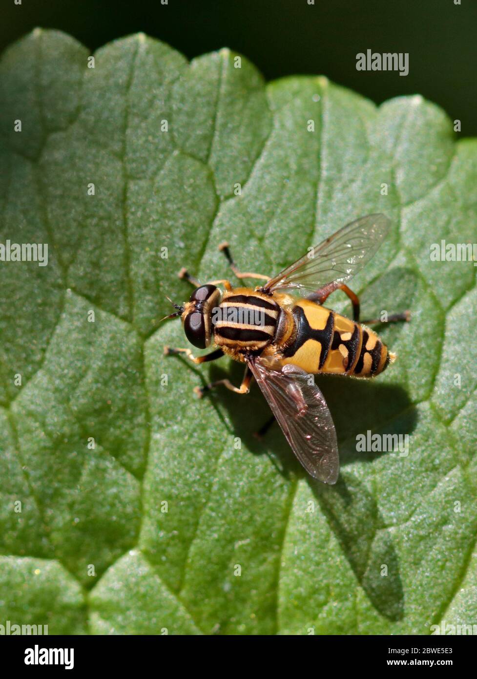 Survoler (pendule d'helophilus) Banque D'Images