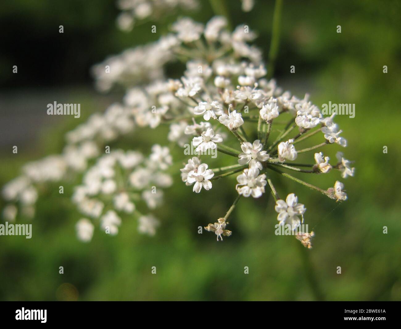 Sauvage cicuta virosa blanc fleur en fond vert. La direction générale de la pruche avec de minuscules fleurs blanches en été. Libre d'usine. Banque D'Images