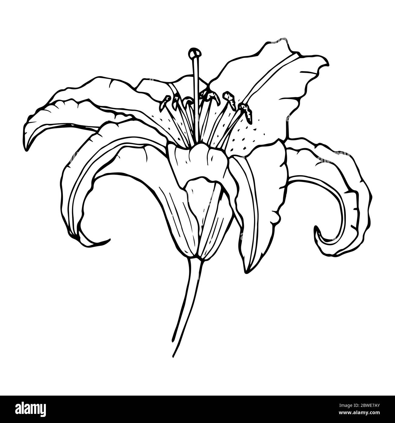 Lily fleur contour dessin de couleur noire isolé sur fond blanc, illustration vectorielle pour le design et la décoration, imprimés, tatouage, logo, ablon Illustration de Vecteur