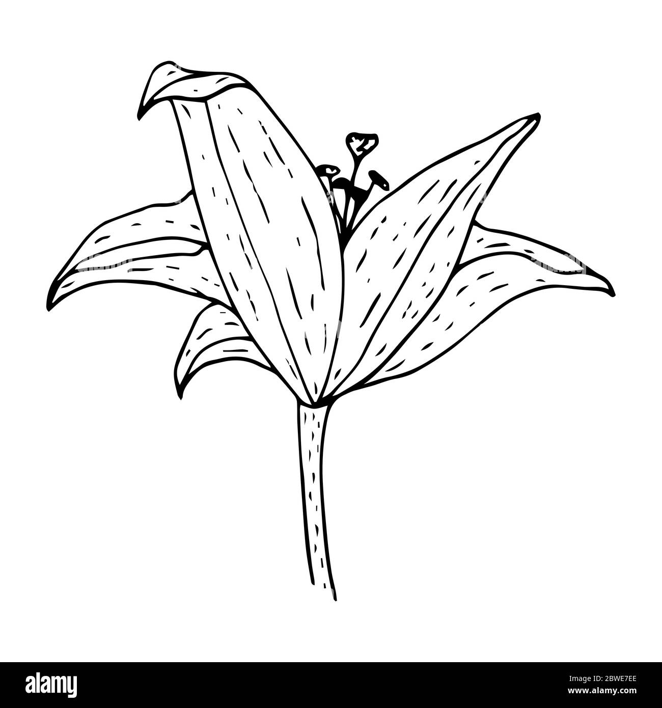 Lily fleur vue latérale dessin de contour de couleur noire isolé sur un fond blanc couleur, illustration vectorielle pour le design et la décoration, imprimés, tatouage, l Illustration de Vecteur