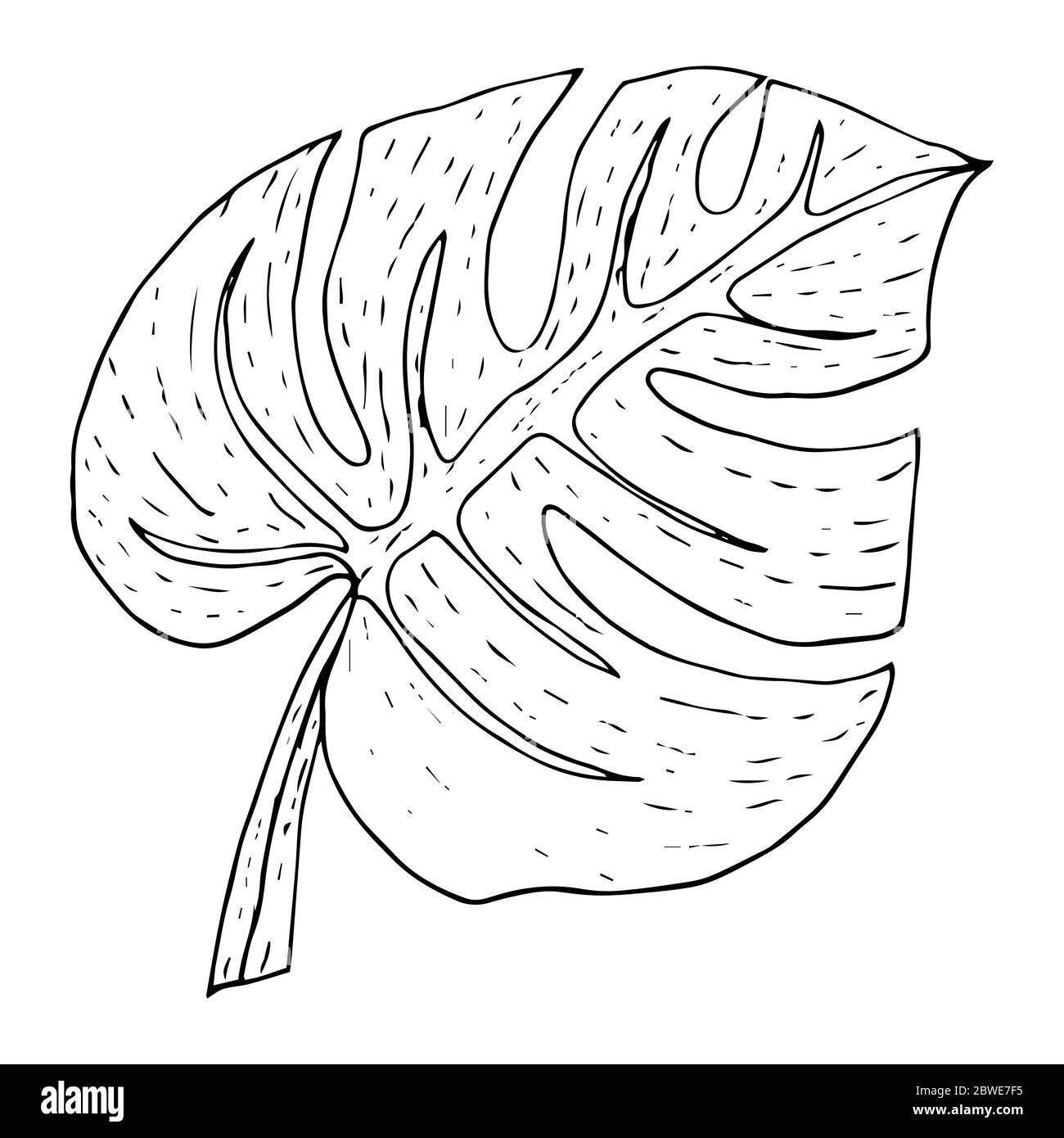 Feuille de Monstera de style graphique dessinée en noir contour isolé sur fond blanc pour la conception et la décoration, logo, tatouage, gabarit pour la coupe, stic Illustration de Vecteur