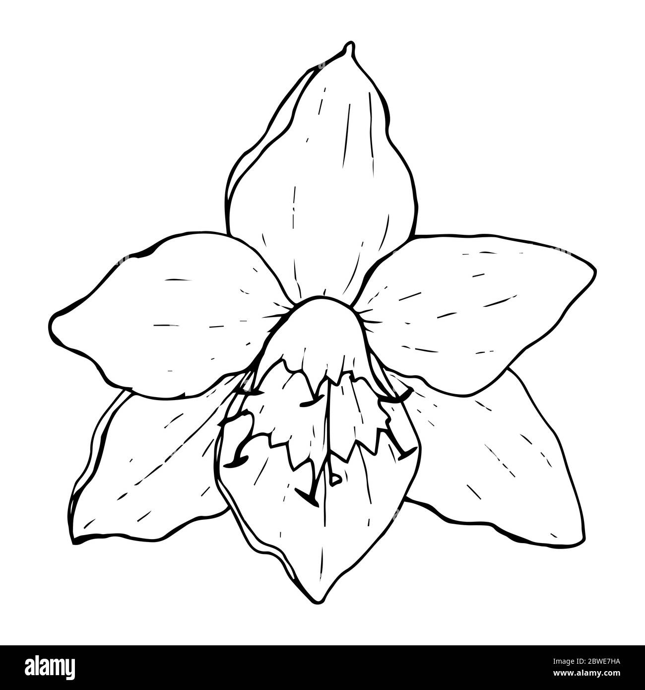 Fleur blanche Eucharis (Lily amazonienne), contour noir sur fond blanc isolé, illustration vectorielle de fond pour le design et la décoration, tatouage, floristr Illustration de Vecteur