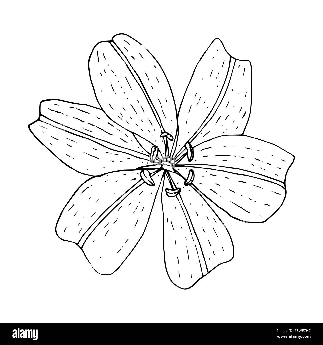 Lily fleur vue de dessus, contour noir isolé sur fond blanc, illustration vectorielle pour la conception de l'idole, tatouage, princes, logo, modèle pour cuttin Illustration de Vecteur