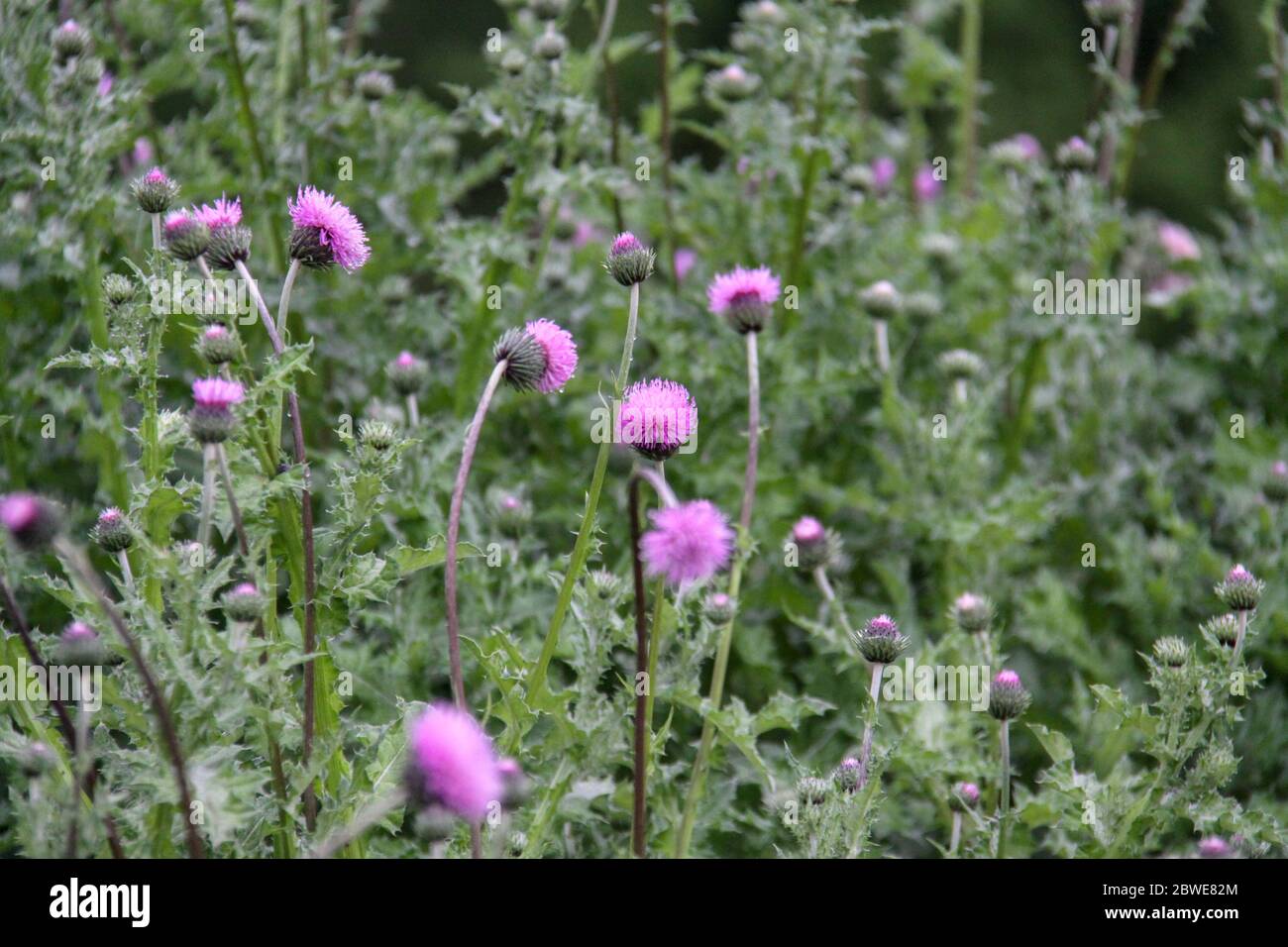 Cirsium vulgare, également connu sous le nom de chardon lance, chardon vulgaire, ou chardon commun. Chardon pourpre fleurissent au printemps. Le chardon de lait , plantes médicales. La lutte contre les mauvaises herbes Banque D'Images