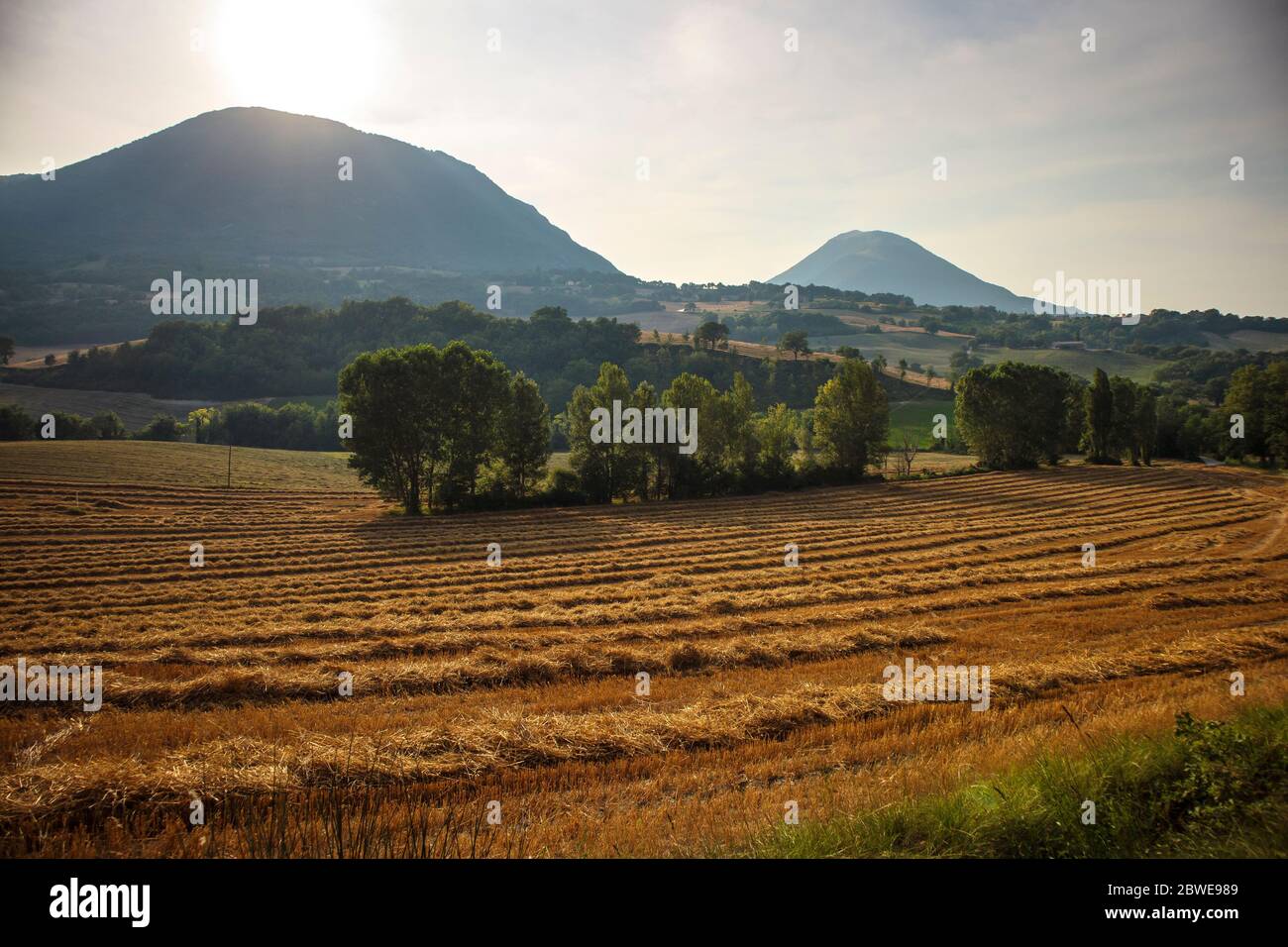 Campagne des Marches dans la province de Macerata en fin d'après-midi d'été Banque D'Images