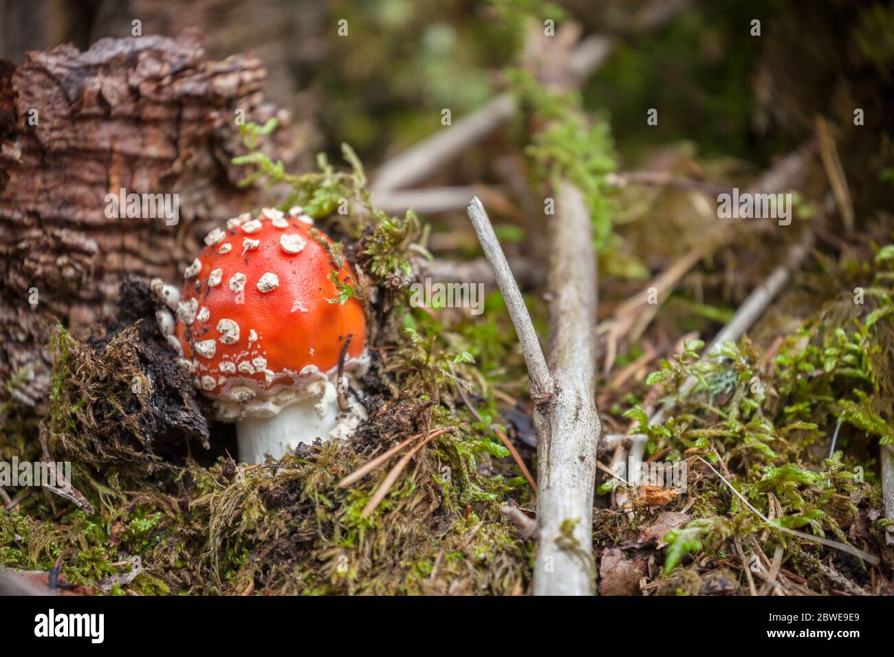 Jeune Amanita muscaria grandi à l'intérieur d'une forêt en Dolomites (Italie) Banque D'Images