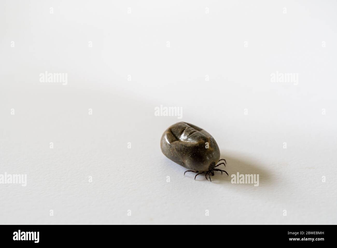 Gros plan de la coche isolée sur fond blanc. Ixodes ricinus. Banque D'Images
