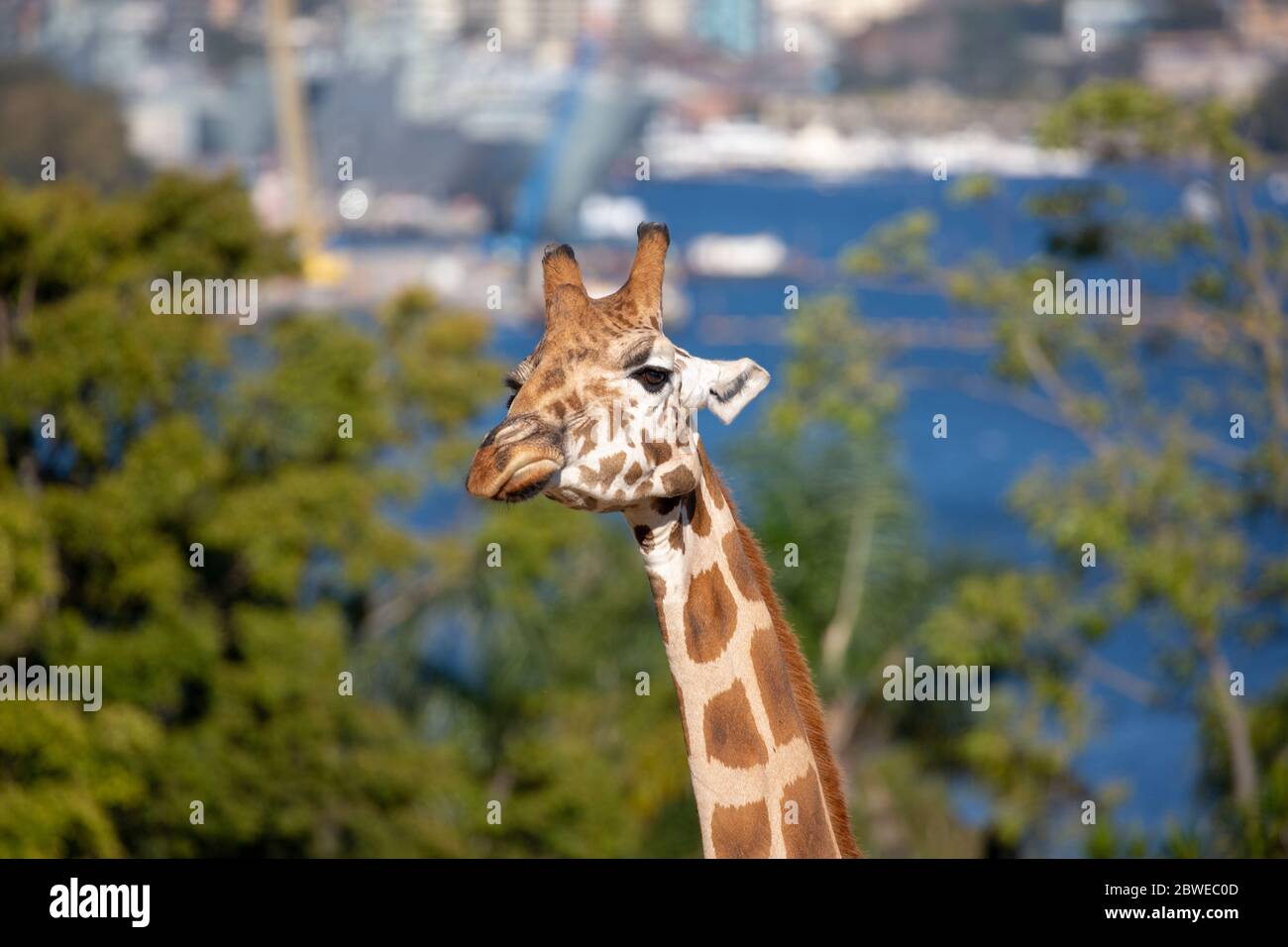 Girafes salutation premiers visiteurs post civid 19 Banque D'Images