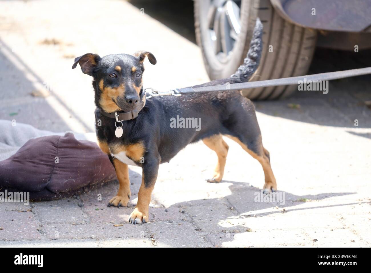 Jack Russell Terrier noir et brun clair posant iin tout le corps, avec ombre Banque D'Images