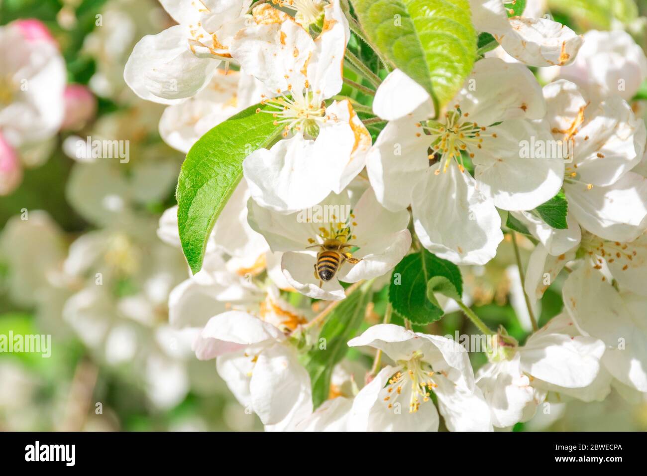 De magnifiques bourgeons blancs en fleurs avec des abeilles collectant le nectar et le pollen en été Banque D'Images