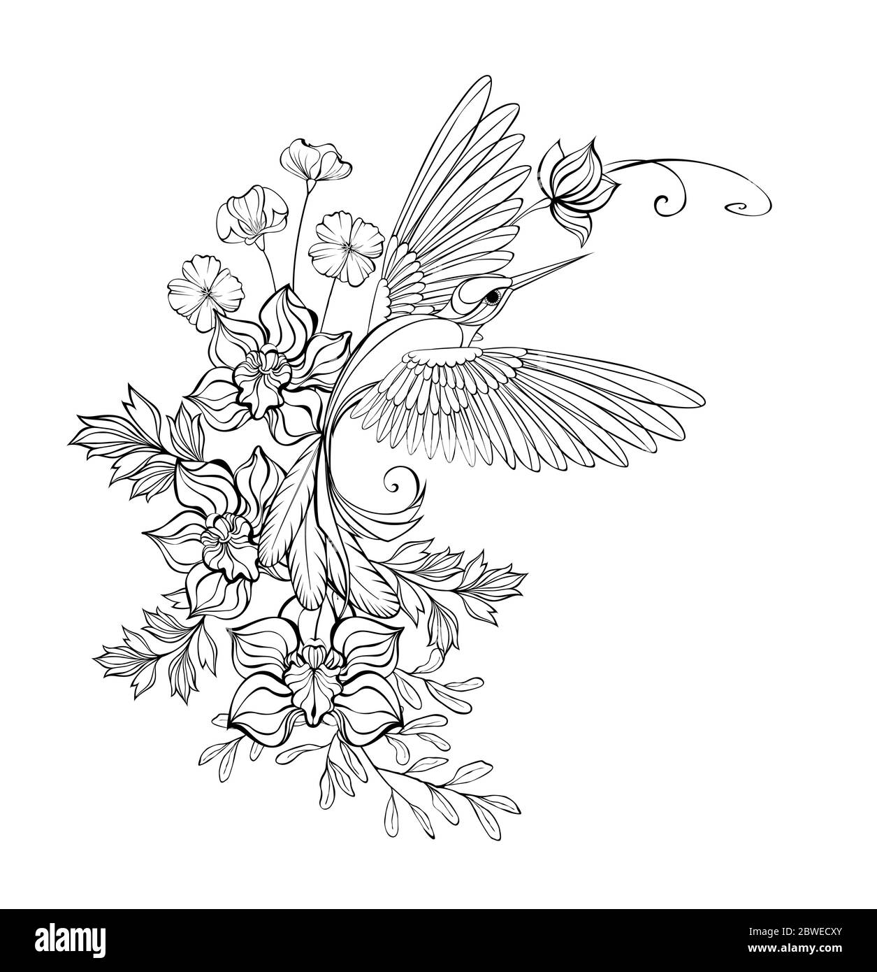 Artistiquement dessiné, monochrome, contour, colibri volant avec orchidées de contour et fleurs sauvages sur fond blanc. Dessin de contour. Illustration de Vecteur