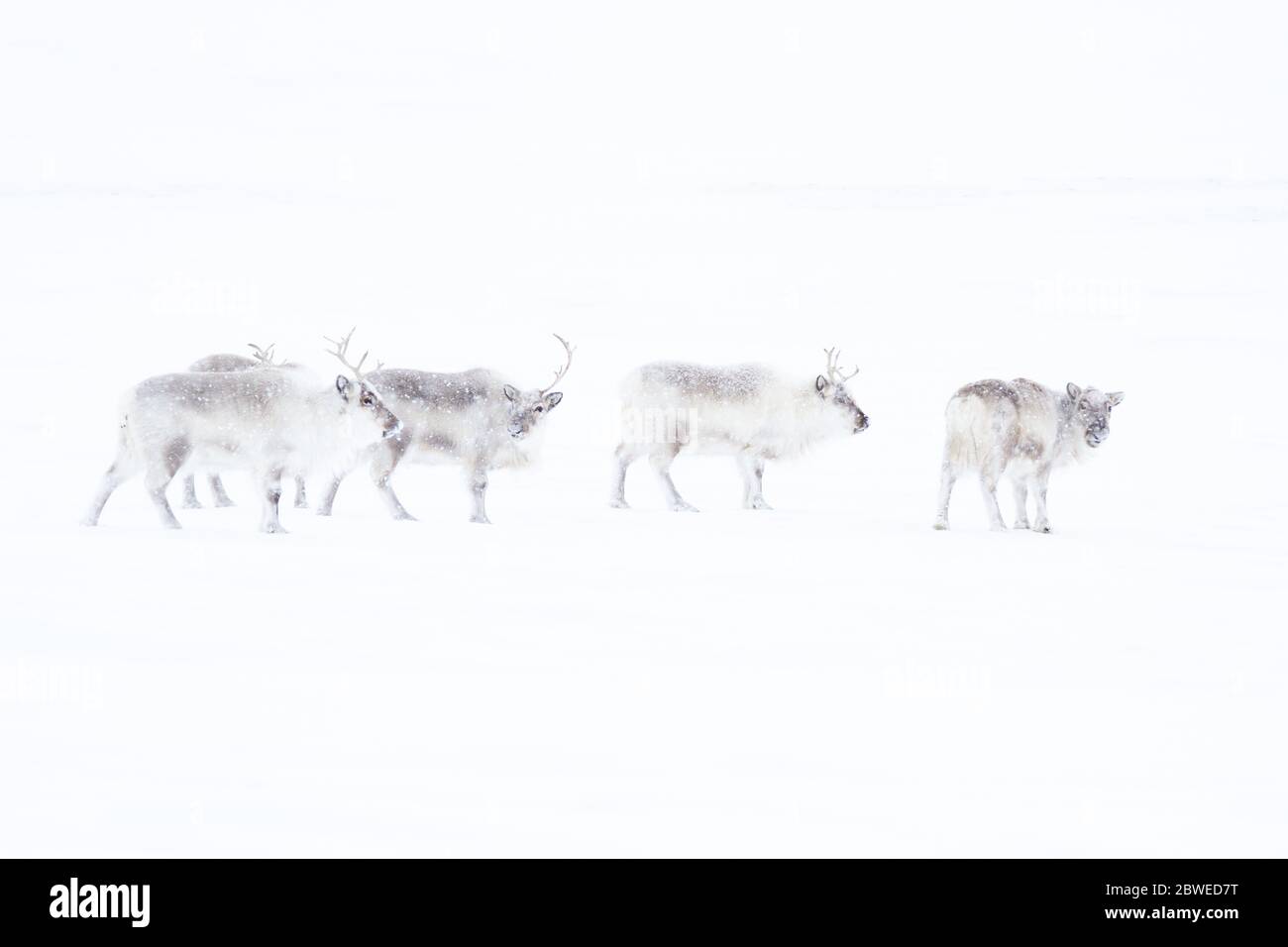 Groupe de rennes dans la neige avec fond blanc sur le Spitsbergen, Svalbard Banque D'Images