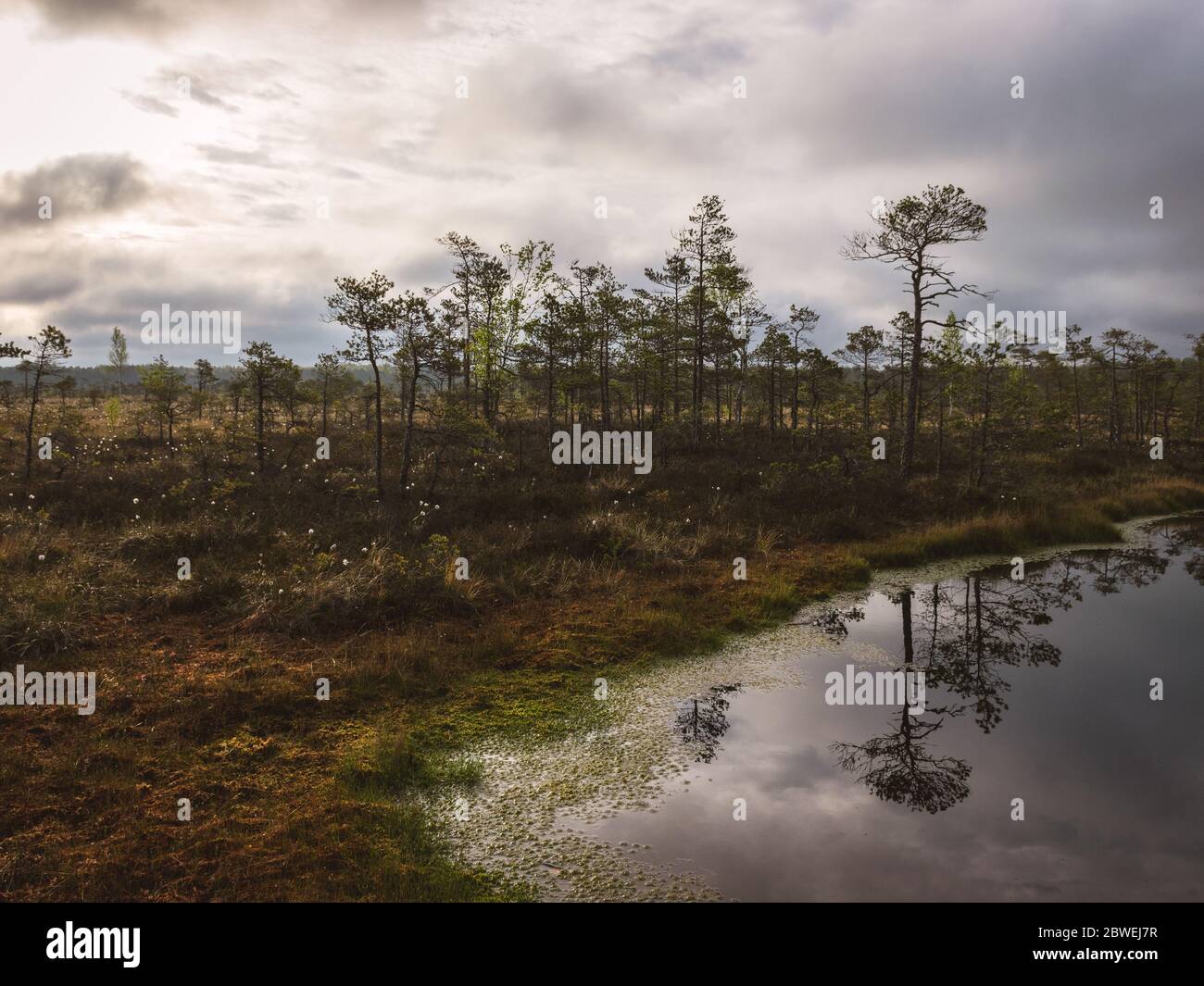 Beau paysage avec de vieilles tourbières et de la végétation marécageuse. L'étang à tourbières reflète de petits pins, des buissons et des cieux nuageux. Marécage de Niedraju Pilkas, Lettonie Banque D'Images