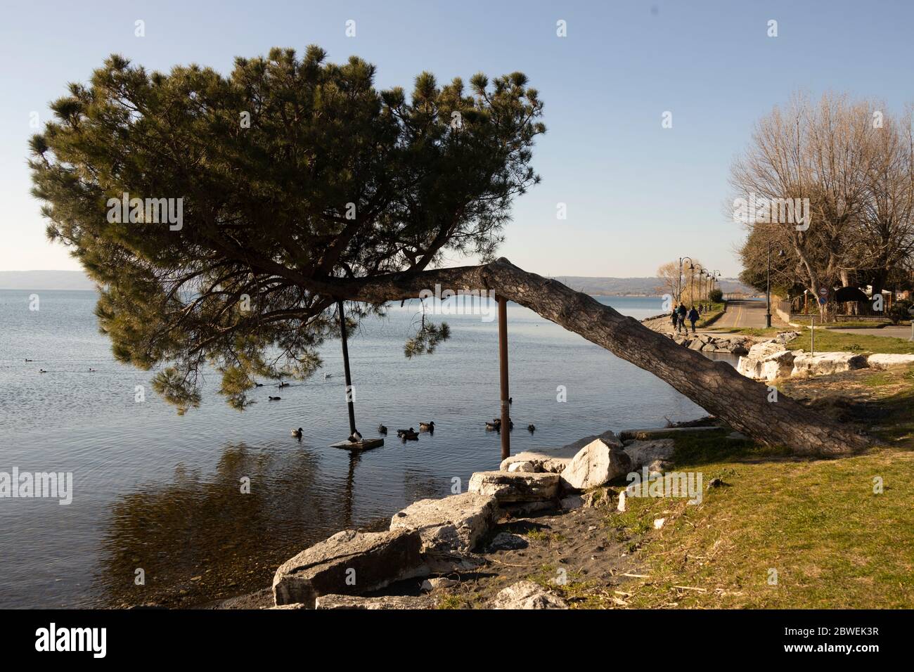Arbre cultivé horizontalement sur le lac de Bolsena, Italie; pour empêcher l'arbre de tomber, des supports spéciaux ont été créés Banque D'Images