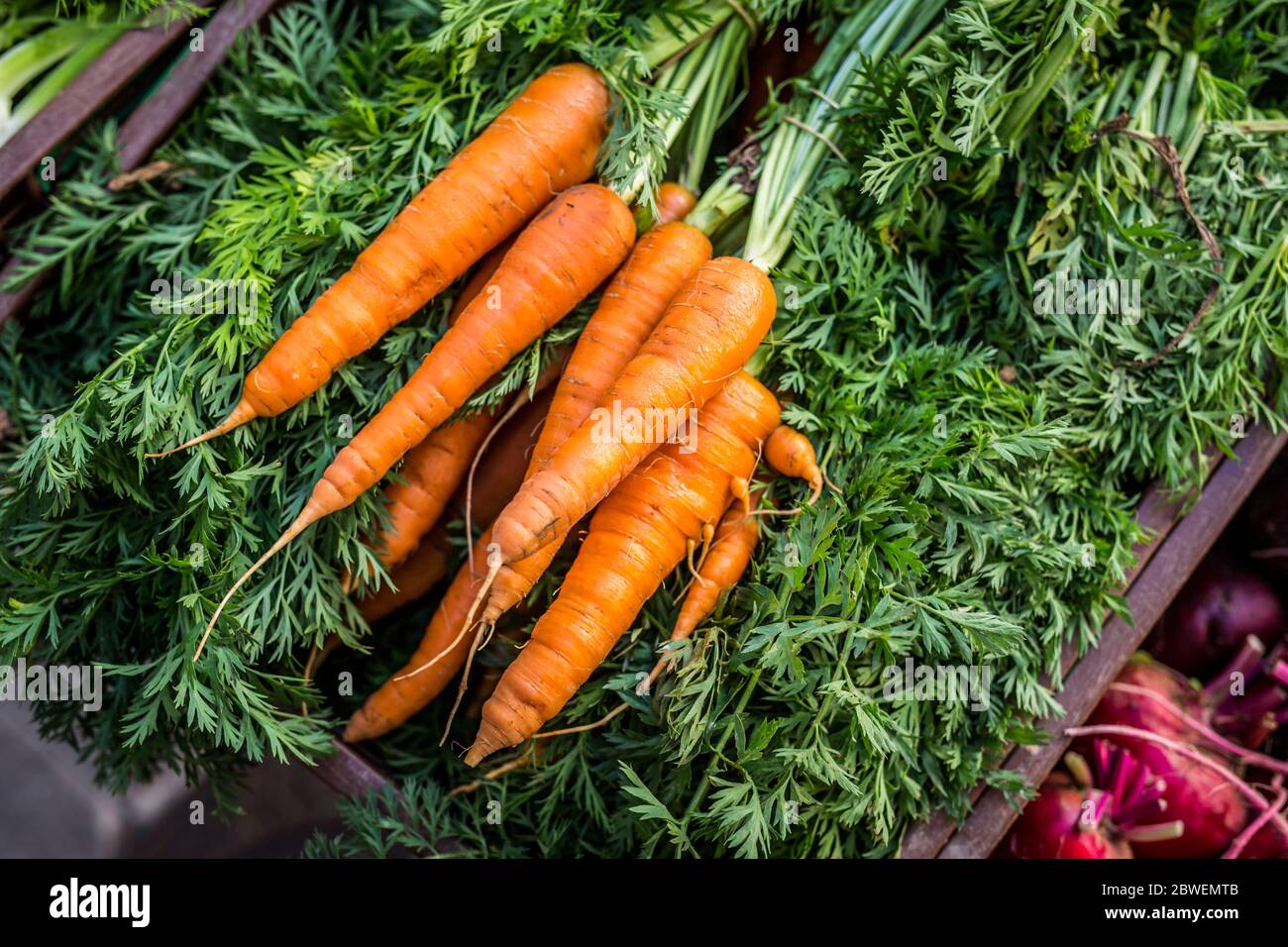 La récolte de carottes Banque D'Images