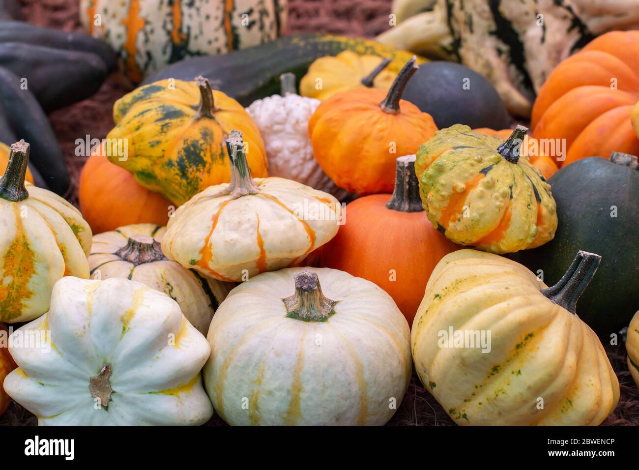 De Nombreuses Citrouilles Colorées De Différentes Variétés. Récolte De  Légumes, Un Bouquet De Peu De Courge. Citrouille Verte Blanche Orange,  Légumes De Saison D'automne Photo Stock - Alamy