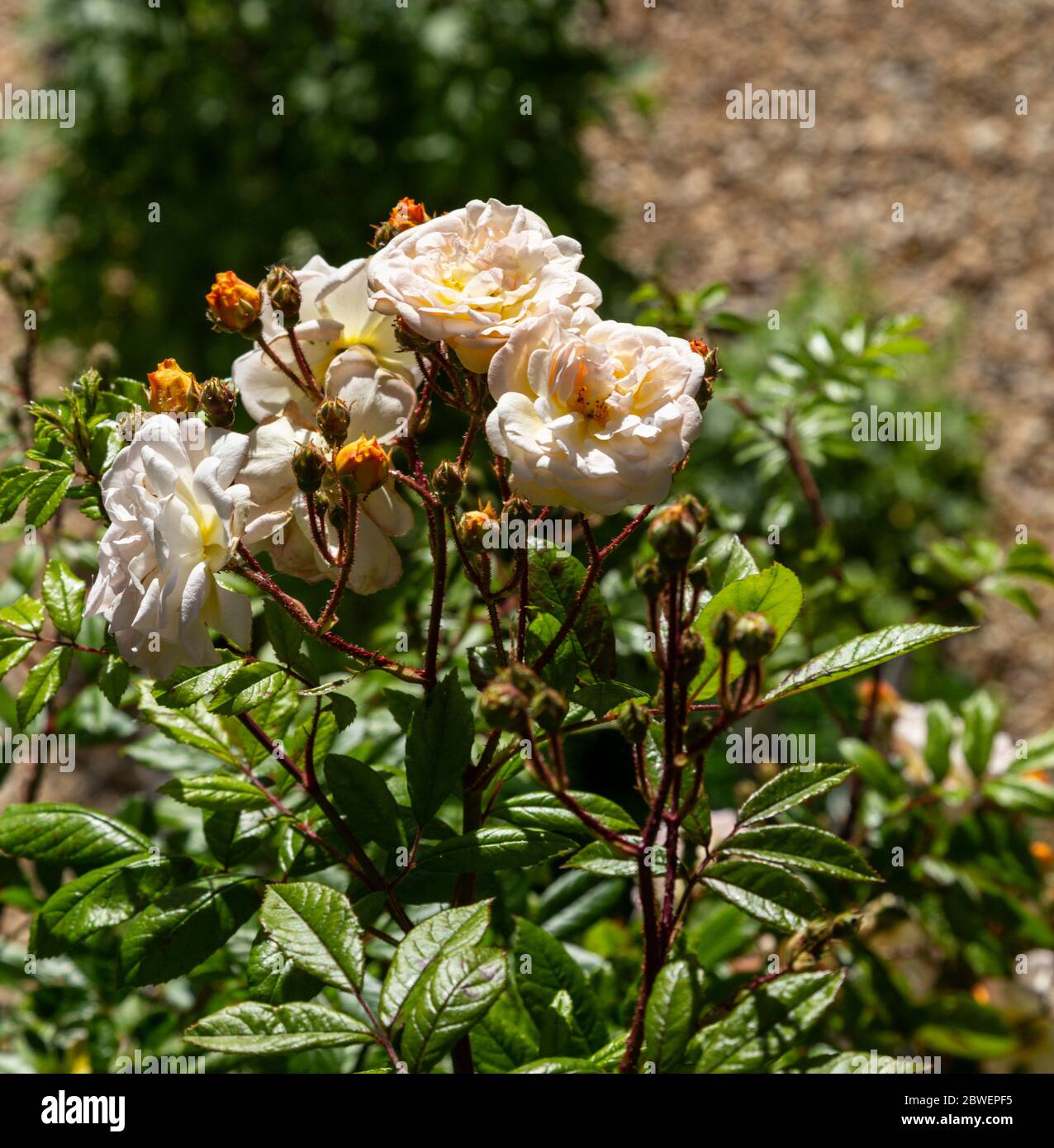 Rose 'Ghislaine de Feligonde', une rose de Musk Rambling grimpant sur un balcon. Fleurs d'abricot/blanc semi-double parfumées. Dans le bourgeon et la fleur. Banque D'Images