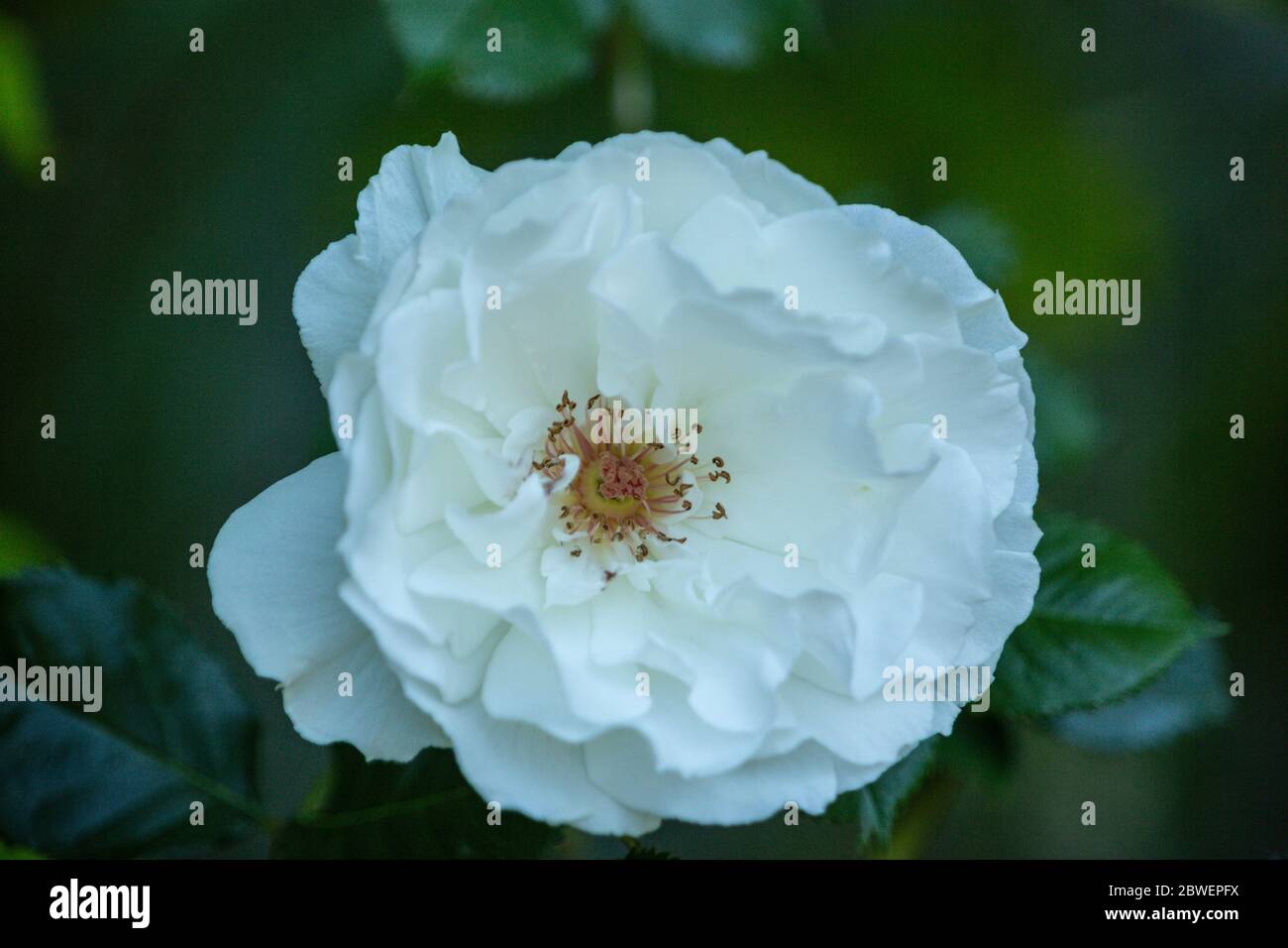 Margaret Merril, rose floribunda blanche aux fleurs délicates avec un parfum exceptionnellement fort Banque D'Images