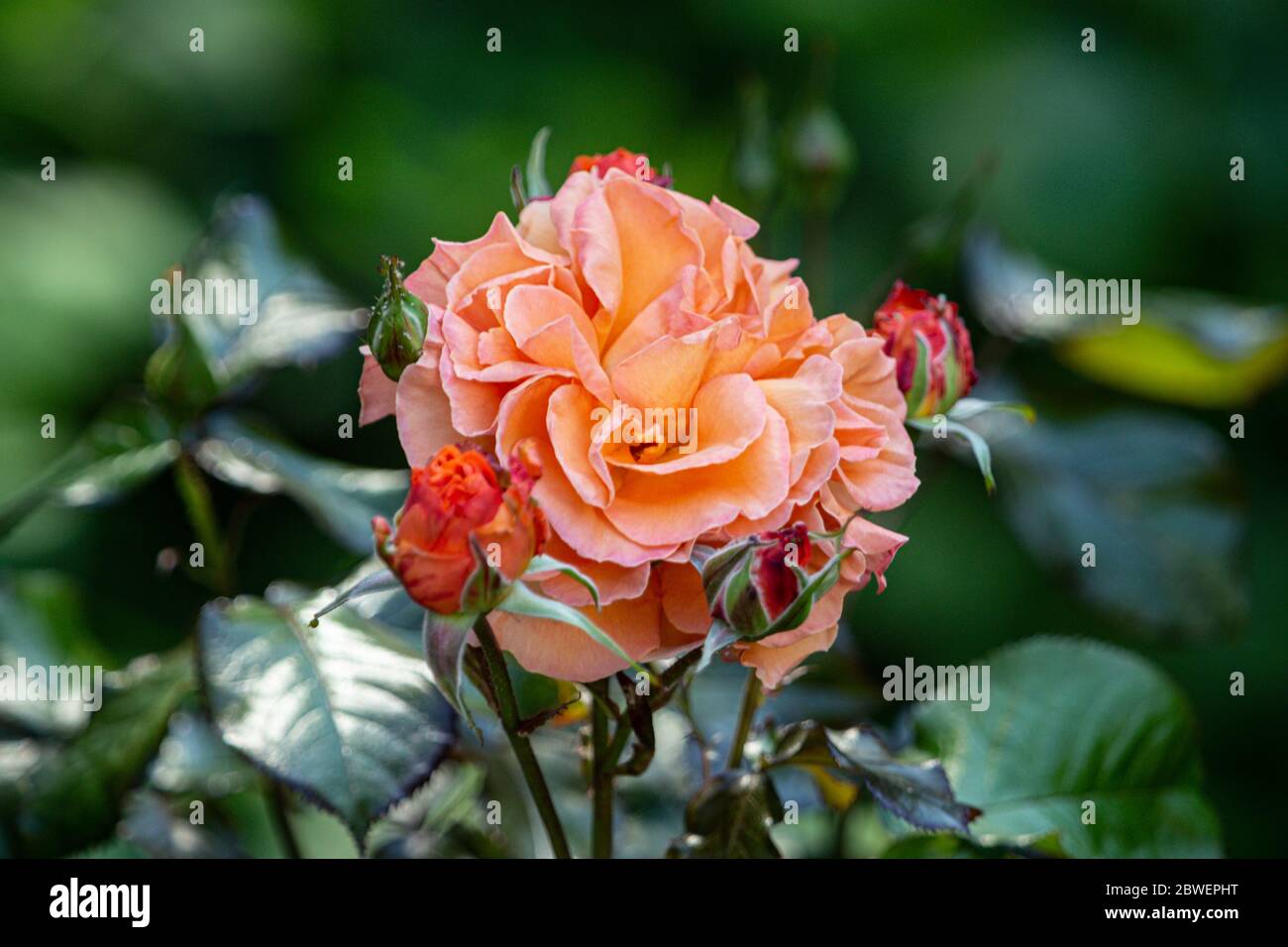 Rose Tatton, une rose floribunda orange brûlée Banque D'Images