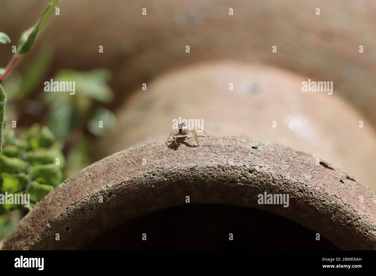 Petite araignée jumpant assise sur un vase Banque D'Images