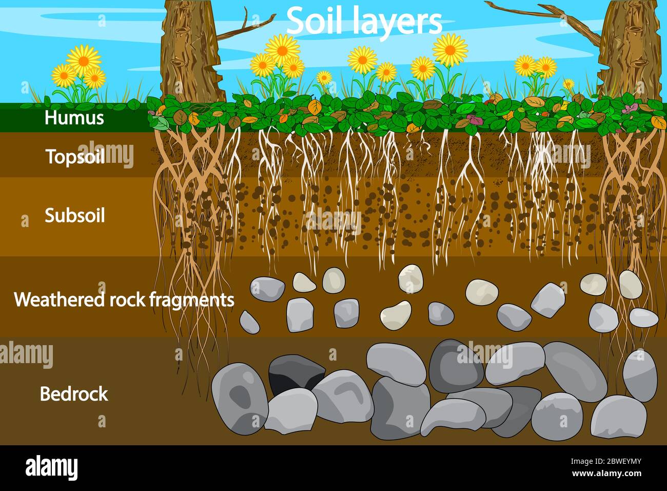 Diagramme de la couche de sol. Schéma de la couche de sol avec plante, texture de terre et pierres. Section transversale de couches d'humus et de sol souterrain sous. Vecteur Illustration de Vecteur