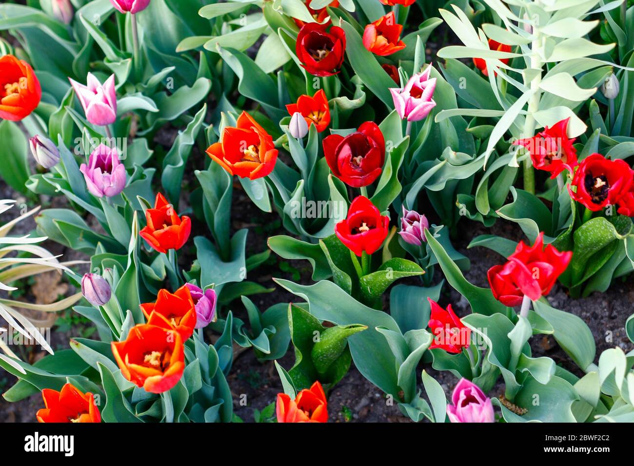 Tulipes multicolores dans le jardin au printemps Banque D'Images