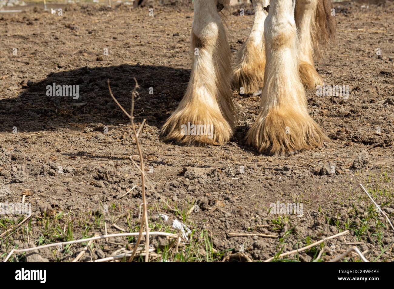 Gros plan de la grande hauteur de la barbe du cheval Tinker (Equus cabalus), photo de Mellansel Vasternorrland, Suède. Banque D'Images