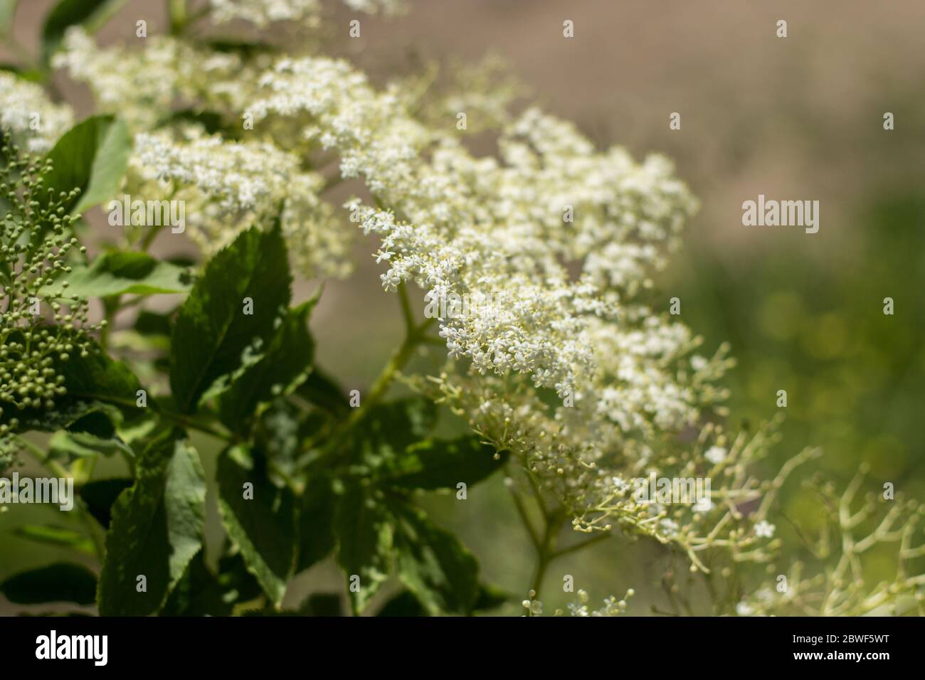 Fleur de sureau, fleurs blanches et arrière-plan vert intentionnellement flou Banque D'Images
