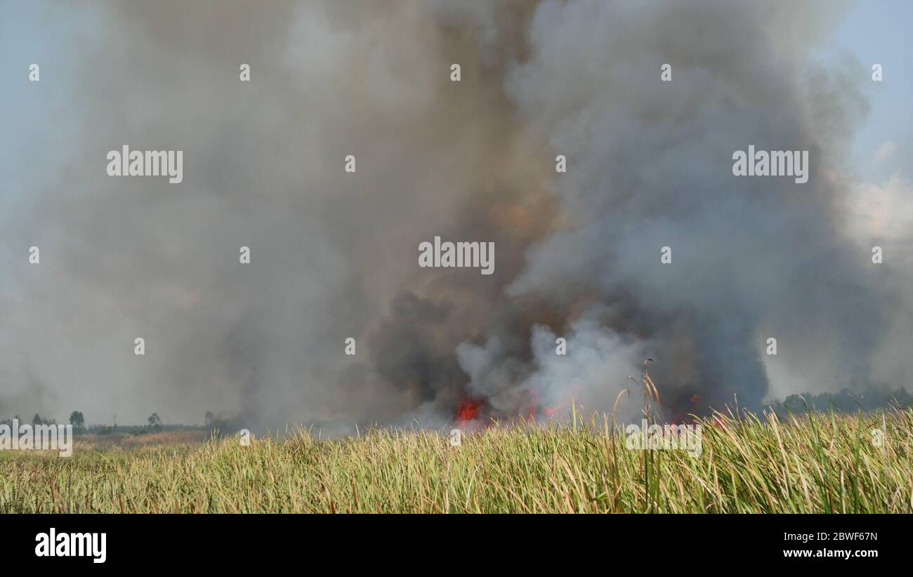 Fumée noire et flamme de feu provenant de prairies en feu qui s'élève dans l'air, pollution et poussière de fumée provenant de la combustion, Thaïlande Banque D'Images