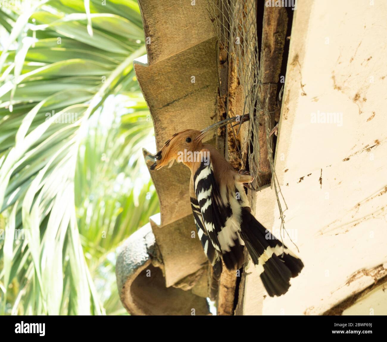 Insecte de péchage d'oiseau mâle pour l'oiseau femelle à manger dans le nid, se nourrissant dans la nature, la cachette de la faune dans la société humaine, l'oiseau eurasien d'Hoopoe Banque D'Images