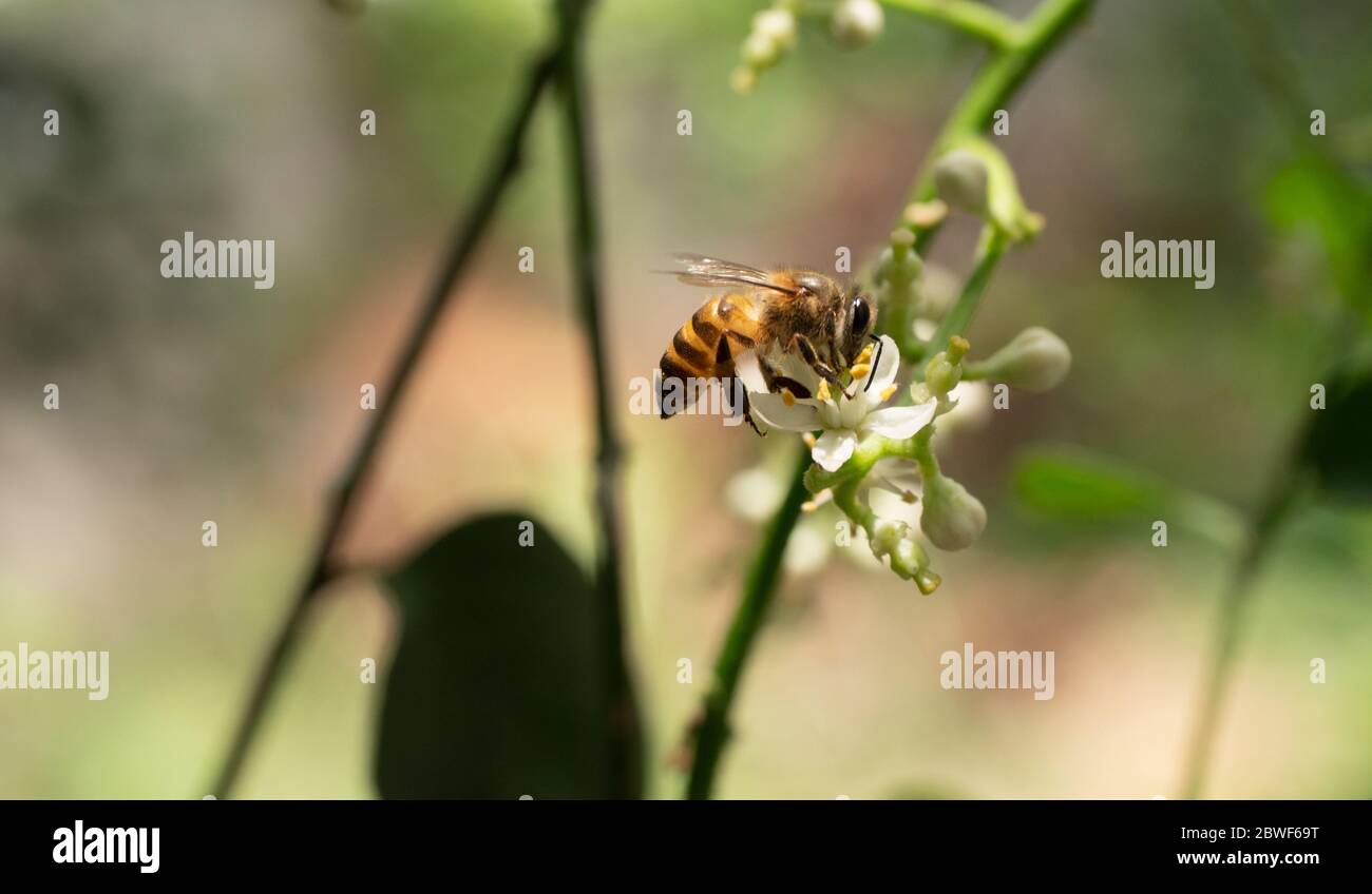 Abeille collecte de pollen cherchant nectar sur Clausena Harmandiana fleur avec fond vert naturel, pétales blancs et étamines jaunes de fleurs Banque D'Images Abeille collecte de pollen cherchant nectar sur Clausena Harmandiana fleur avec fond vert naturel, pétales blancs et étamines jaunes de fleurs Banque D'Images