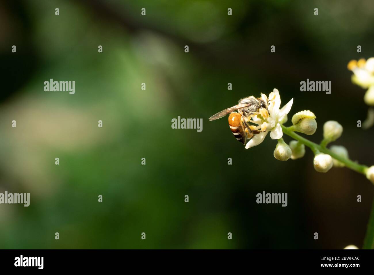 Abeille collecte de pollen cherchant nectar sur Clausena Harmandiana fleur avec fond vert naturel, pétales blancs et étamines jaunes de fleurs Banque D'Images Abeille collecte de pollen cherchant nectar sur Clausena Harmandiana fleur avec fond vert naturel, pétales blancs et étamines jaunes de fleurs Banque D'Images
