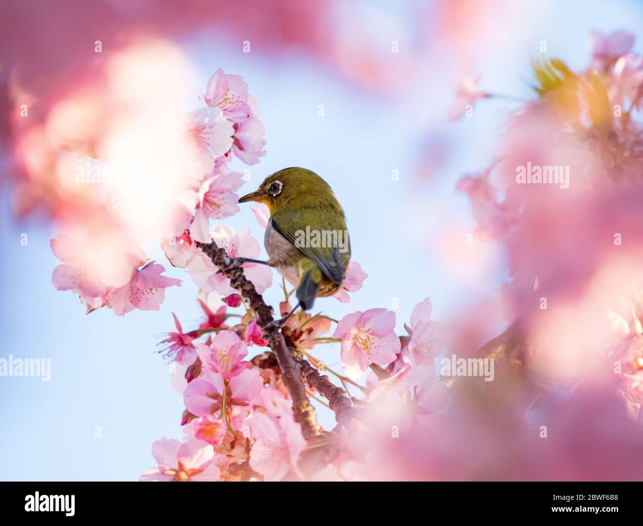 Un œil blanc japonais, également appelé œil blanc ou œil blanc de montagne, Zosterops japonicus, se nourrit du nectar des cerisiers en fleurs des premiers spr Banque D'Images