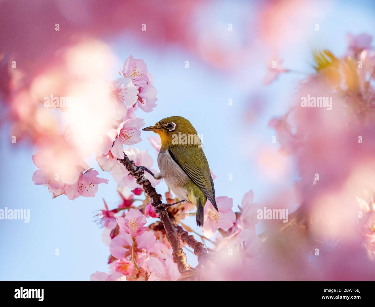 Un œil blanc japonais, également appelé œil blanc ou œil blanc de montagne, Zosterops japonicus, se nourrit du nectar des cerisiers en fleurs des premiers spr Banque D'Images