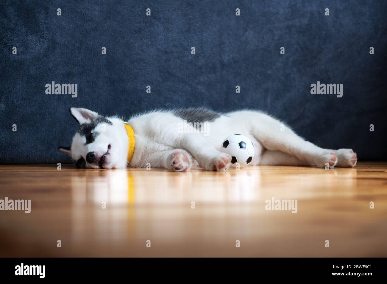 Un petit chien blanc chiot race husky sibérien avec de beaux yeux bleus repose sur un sol en bois avec un jouet de balle. Photographie de chiens et d'animaux de compagnie Banque D'Images