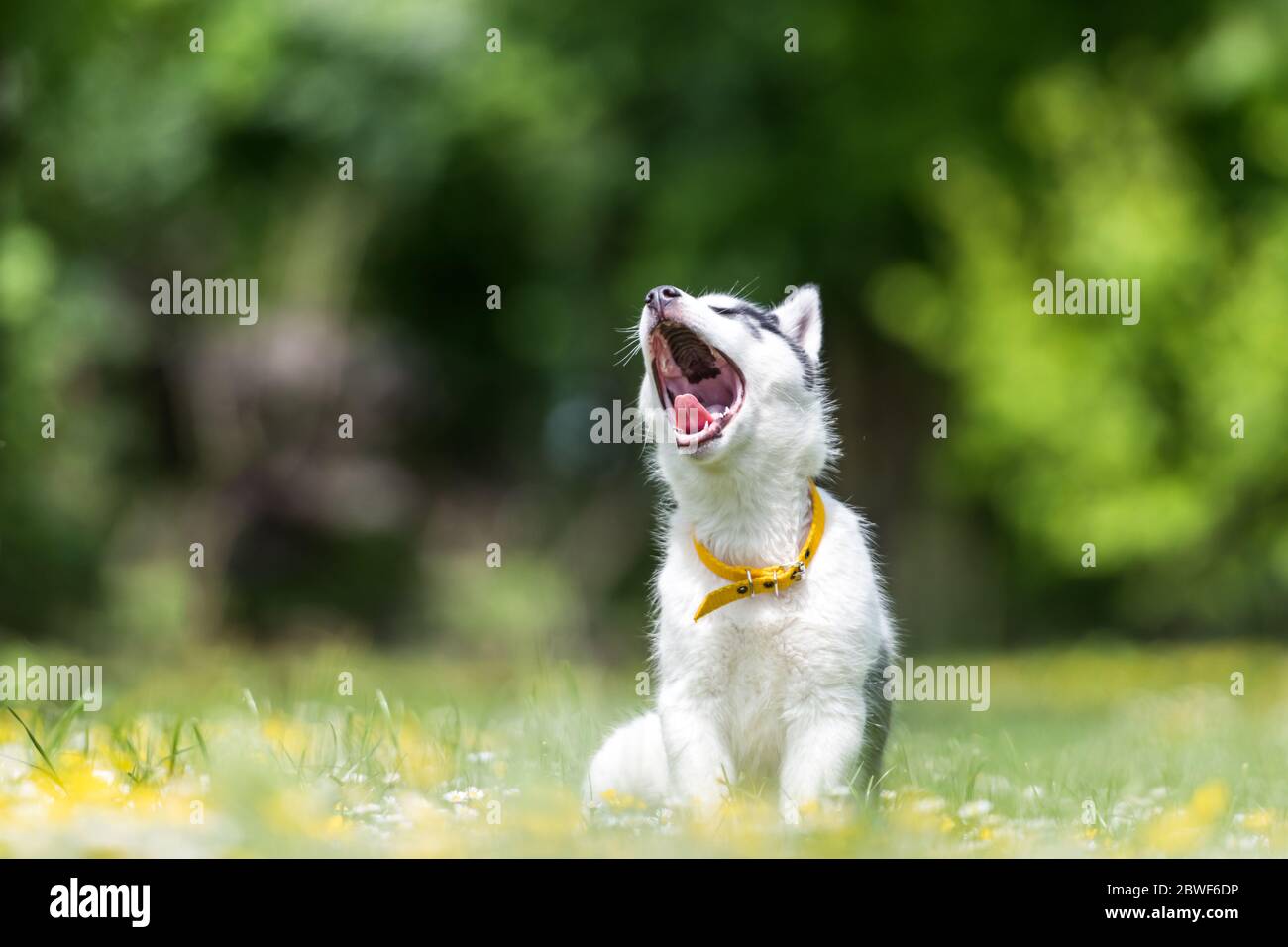Un petit chien blanc chiot race husky sibérien avec la bouche ouverte dans le jardin de printemps en fleur. Photographie de chiens et d'animaux de compagnie Banque D'Images